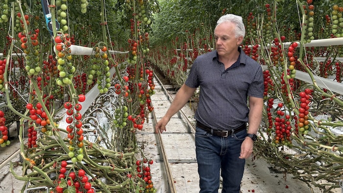 Richard Dorval inspecte les plants de tomates.