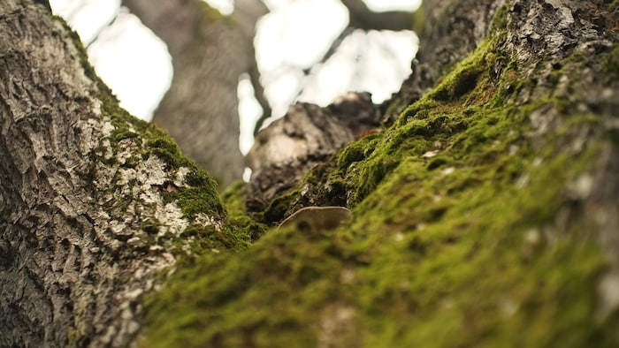 Un champignon se trouve sur le tronc d’un arbre apparemment en bonne santé.