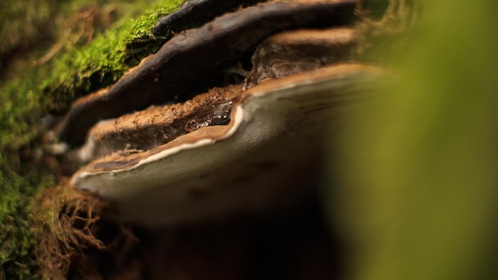 Un champignon pousse sur le tronc d’un arbre.