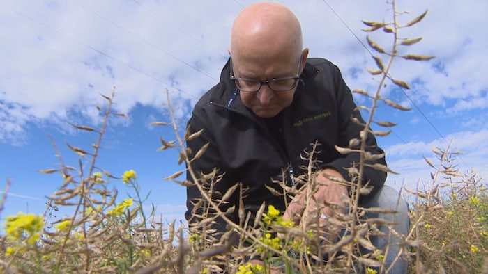 Rick Mitzel se penche pour examiner quelques plants de moutarde.