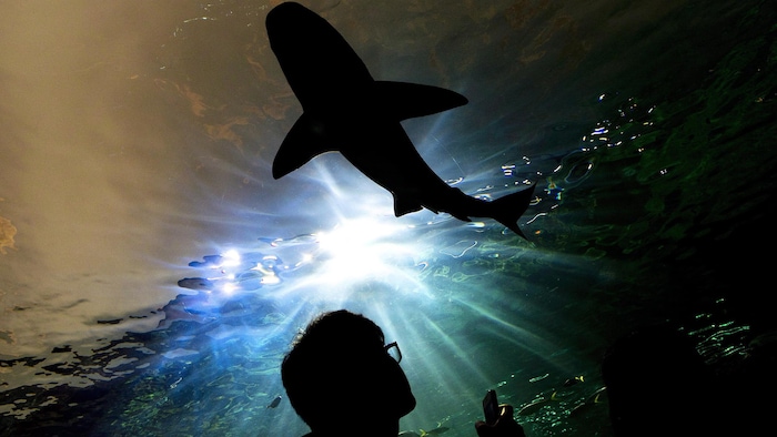 Un requin dans le tunnel de l'aquarium Ripley's.