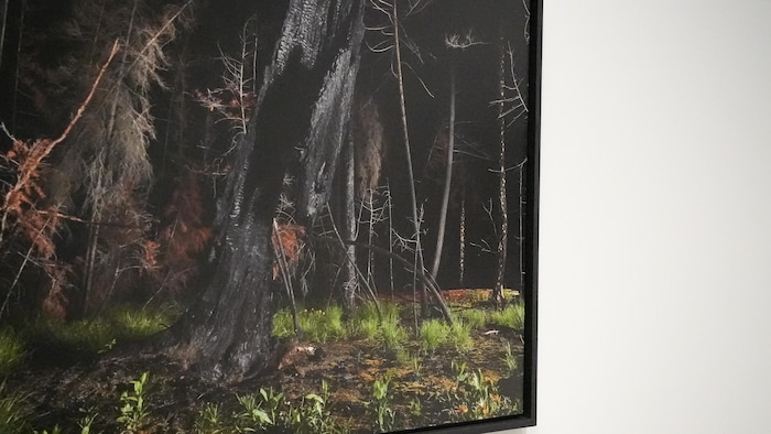 La photographie d’une forêt campée dans la nuit, affichée à la galerie d’art de Kelowna, le 23 janvier 2026.