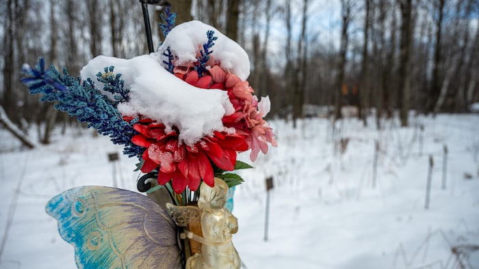 une fleur dans le cimetiere natuel en milieu urbain de la cooperative funeraire de l'estrie.