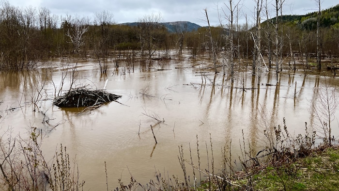La rivière Cascapédia en crue.
