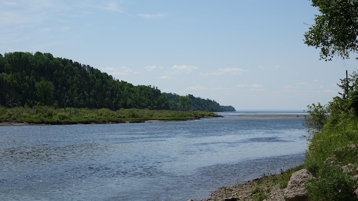 L'embouchure de la rivière Cascapédia, l'été, avec des arbres de l'autre côté.