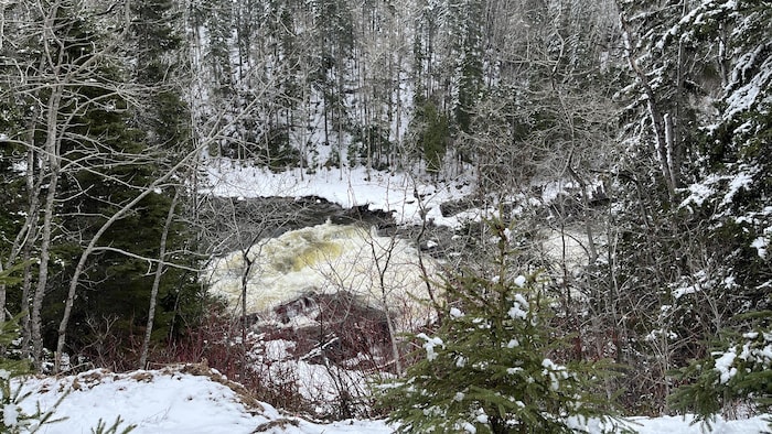 Une rivière coule dans une forêt enneigée. 