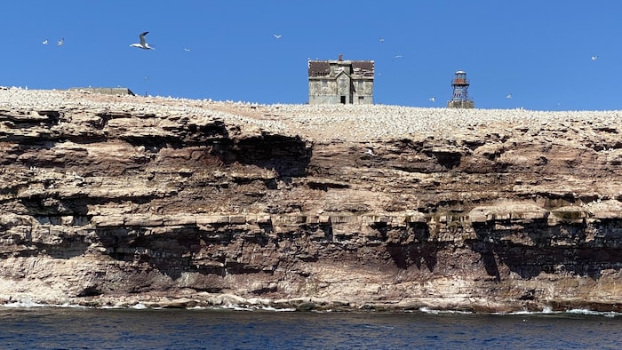 Des bâtiments délabrés sur un rocher rempli de milliers d'oiseaux.