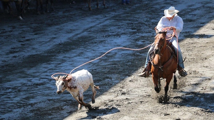 Un cowboy tente d'attraper un bouvillon au lasso au Festival western de Saint-Tite.