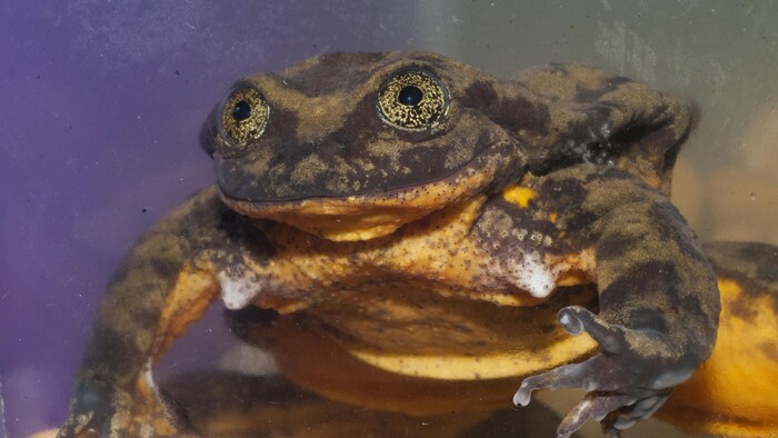 La grenouille Romeo.