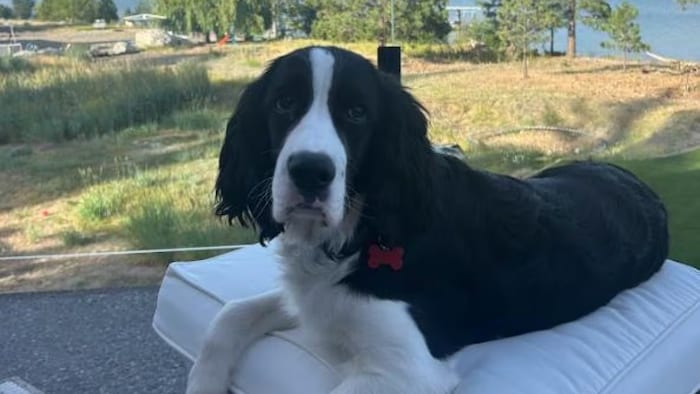 Un chien est allongé sur un cousin.