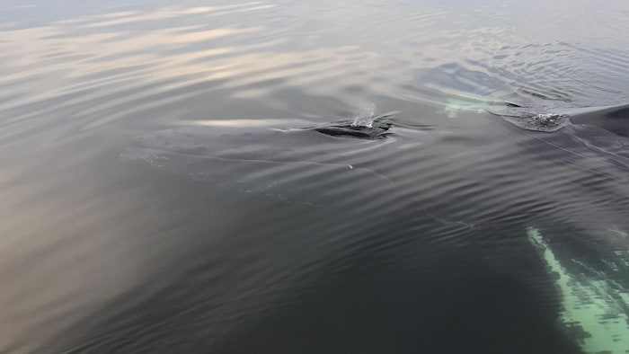 Une immense baleine juste sous la surface de l'eau.
