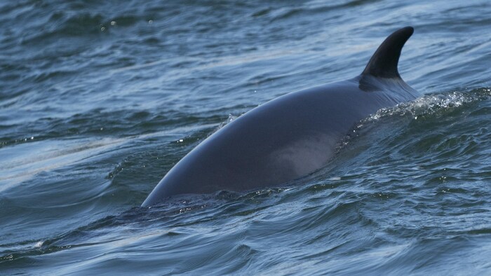 2022年5月11日，蒙特利尔老港又来了鲸鱼。