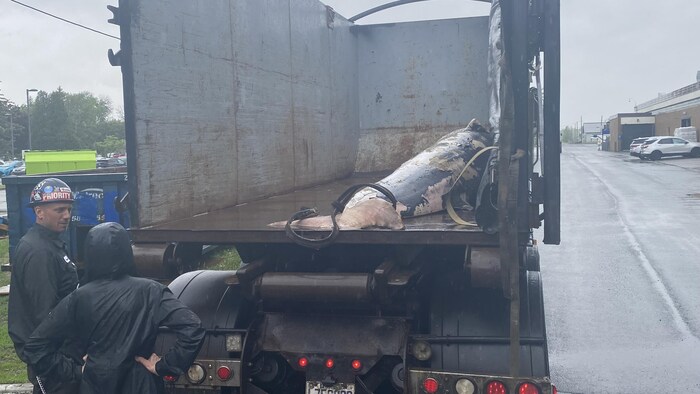Le corps du rorqual à l'arrière d'un camion.