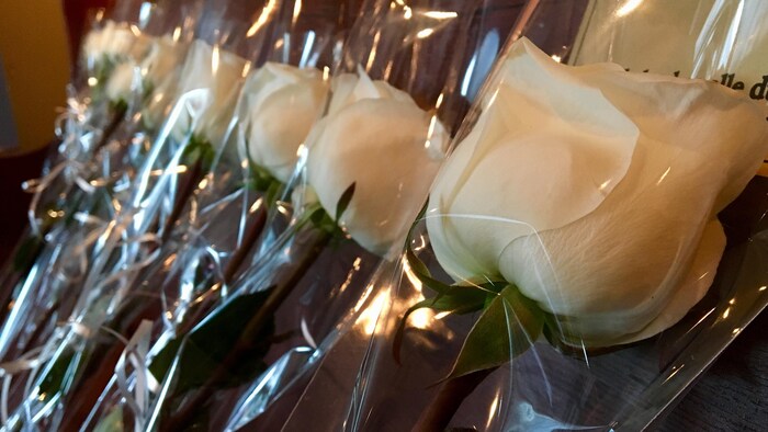 Un gros plan sur des roses blanches emballées dans du plastique.