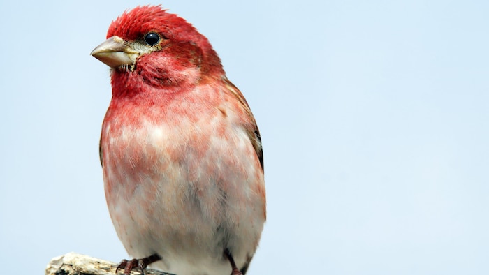 Un roselin poupré en santé.