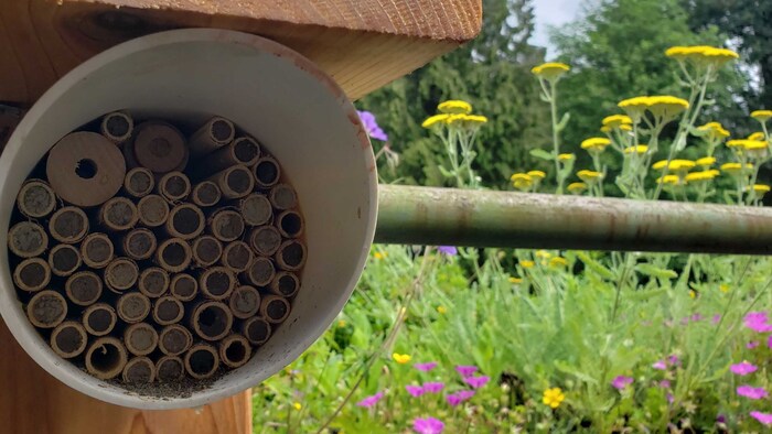 Un ruche de fécondation installée dans un jardin. 