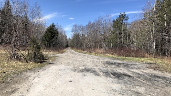 On voit une route de terre. Rien ne laisse entrevoir qu'il y a déjà eu des maisons à travers la forêt. 