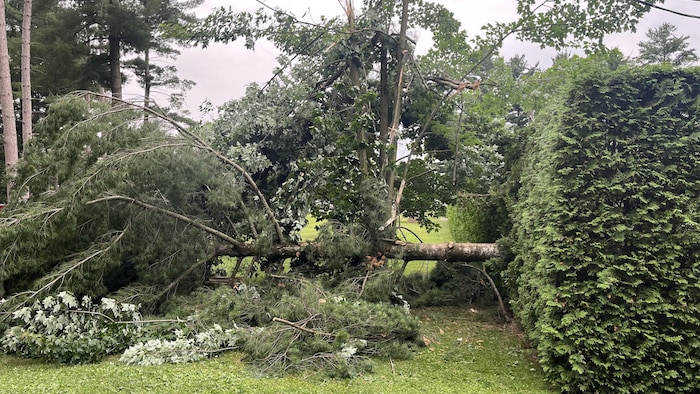 Un arbre déraciné.
