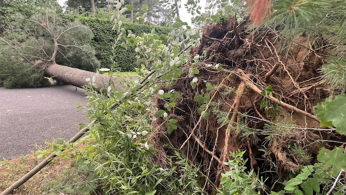 Un arbre s'est effondré sur une route.