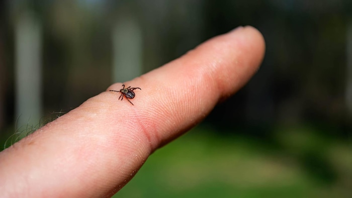 La tique à pattes noires est l'espèce qui transmet la maladie de Lyme.