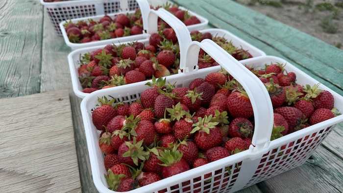 La saison des fraises bat son plein dans le Nord de l’Ontario, et les champs attirent déjà de nombreuses familles.
