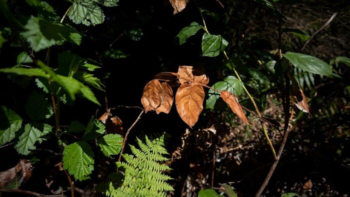 Une branche avec des feuilles brunes entourée de plantes vertes.