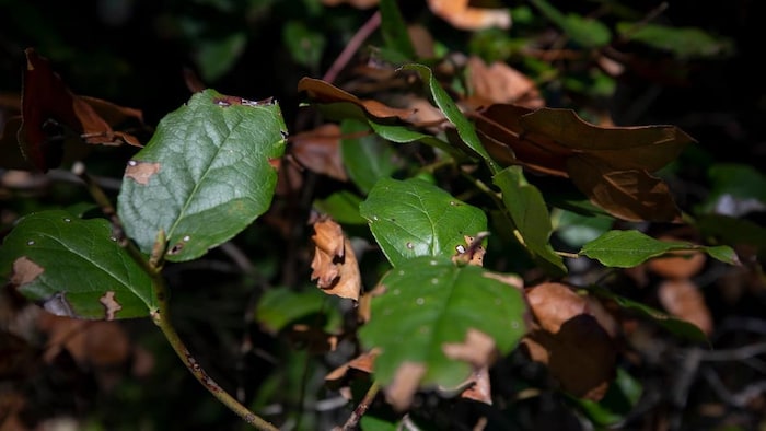 Des feuilles vertes dont certaines parties sont brunies. 