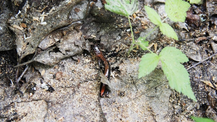 Une petite salamandre qui a perdu sa queue.