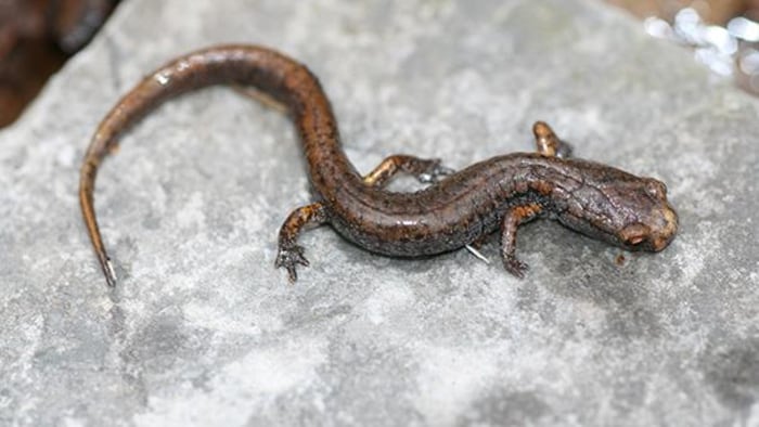 Une salamandre à quatre orteils.