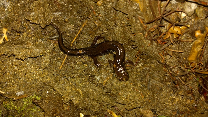 La salamandre sombre du nord, une espèce menacée, trouve refuge dans un ruisseau de la nouvelle aire protégée.