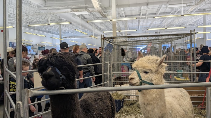 Des lamas dans une cage. 