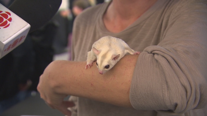 Un petit animal blanc sur le bras d'une femme. 
