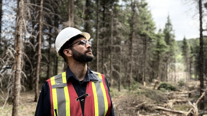 Samuel Jalbert regarde une forêt où de l'éclaircie commerciale a eu lieu. 