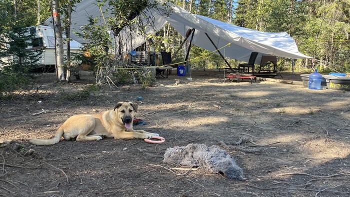 Un chien de couleur beige est assis sur un terrain entouré d'arbres.