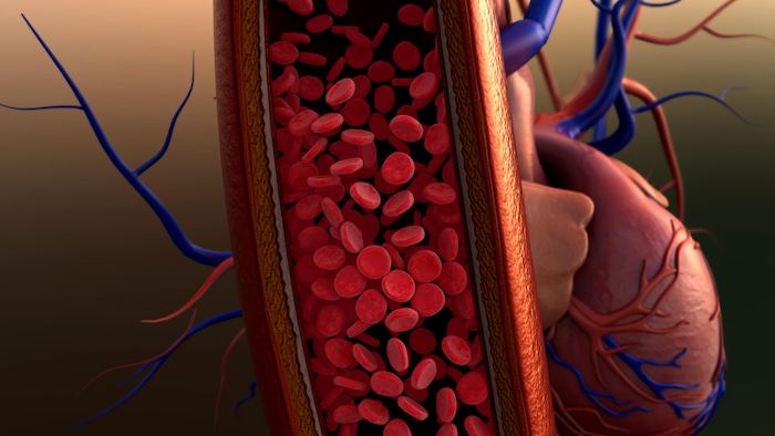 Illustration d'un vaisseau sanguin.