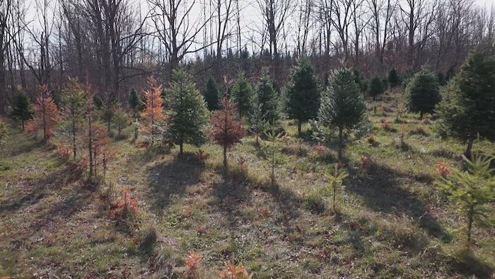 Des arbres et des jeunes plants secs.
