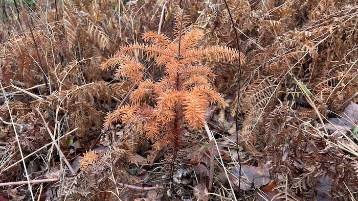 Un tout petit sapin aux aiguilles oranges, haut d'environ 40 centimètres.