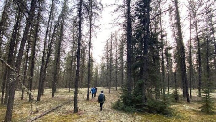 Des gens marchent dans une forêt aux grands arbres clairsemés. 