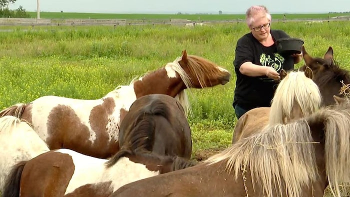 Rhonda Stock, présidente du refuge pour poneys et ânes « Happy Little Hooves », situé près d'Estevan, en Saskatchewan, offre une friandise à certains des poneys qui y vivent.