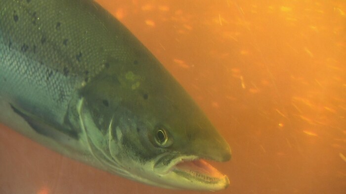 Excellent début de saison sur la rivière à Mars à La Baie RadioCanada