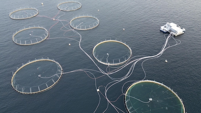 Une photo aérienne de 7 enclos circulaires posés l'eau, reliés entre eux par des dizaines de câbles, eux-mêmes reliés à une autre structure flottante.