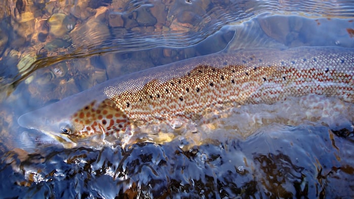 Un poisson dans l'eau.