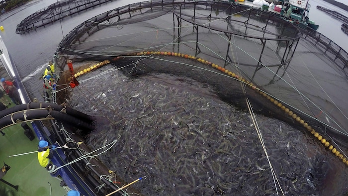 Il n’y aura pas d’interdiction des fermes de saumons en enclos à filet ...