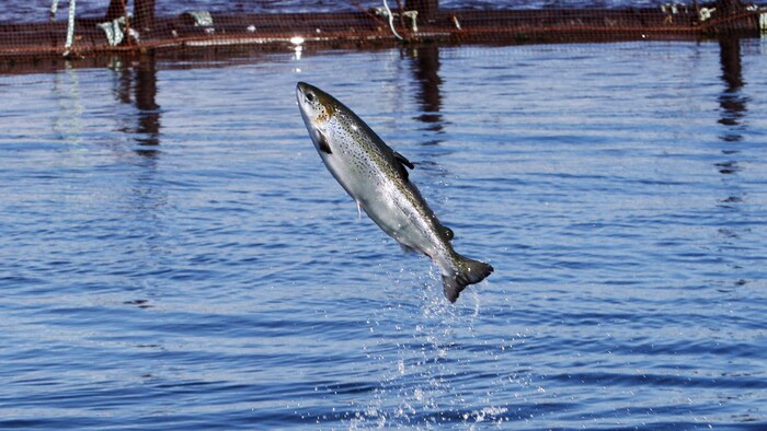 Un saumon de l'Atlantique qui saute hors de l'eau.