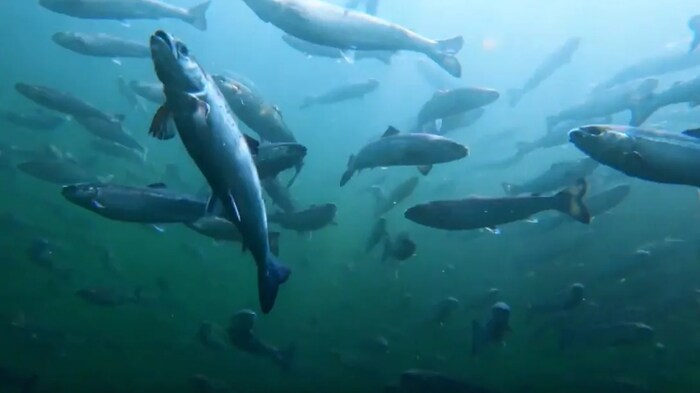 Plusieurs saumons observés sous l'eau.