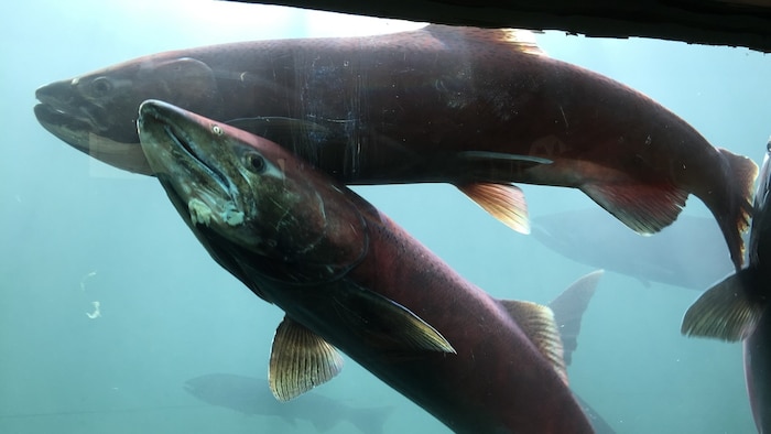 Deux poissons dans l'eau.