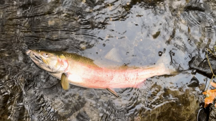 Un saumon sur son côté et partiellement hors de l'eau semble avec un air malade.