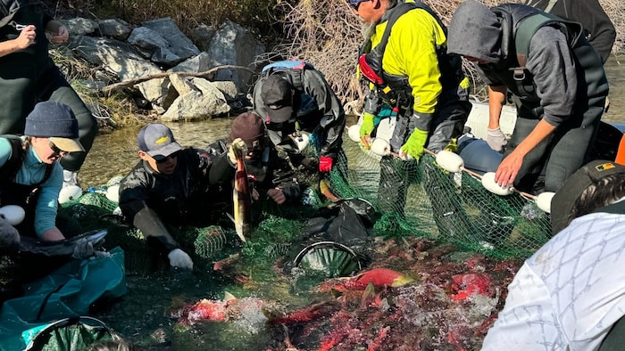 Des saumons sockeye au milieu d'un filet de pêche.