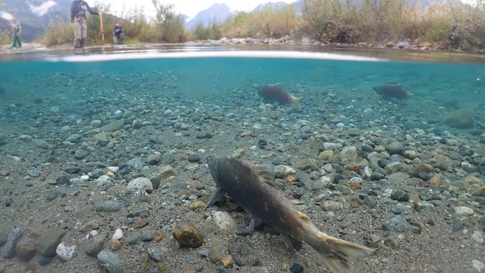 Un saumon dans une rivière d'eau claire.