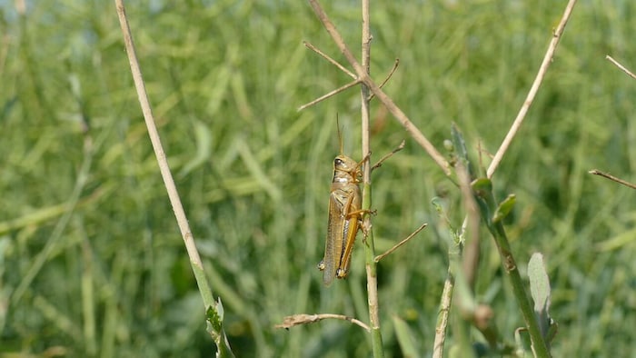 Les sauterelles font des ravages dans les champs du Manitoba